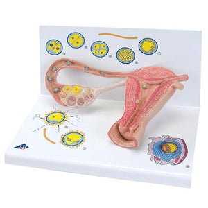 3B Scientific Stages of Fertilization and of the Embryo- 2-times Magnification
