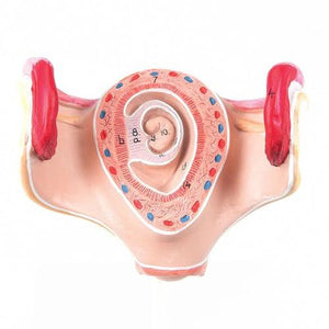 3B Scientific Embryo model, 1 month