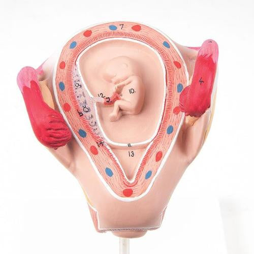 3B Scientific Embryo model, 2 month