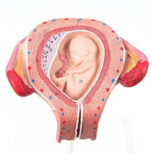 3B Scientific Fetus model, 3 month