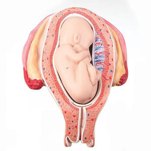 3B Scientific Fetus, month 5, breech position