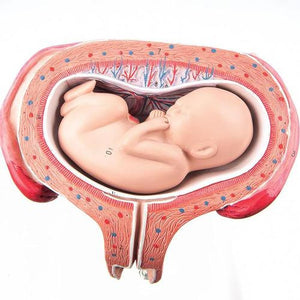 3B Scientific Fetus, month 5, dorsal position