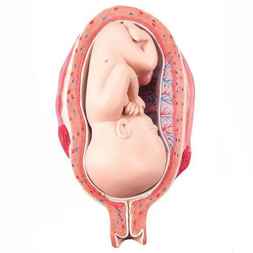 3B Scientific Fetus, month 7