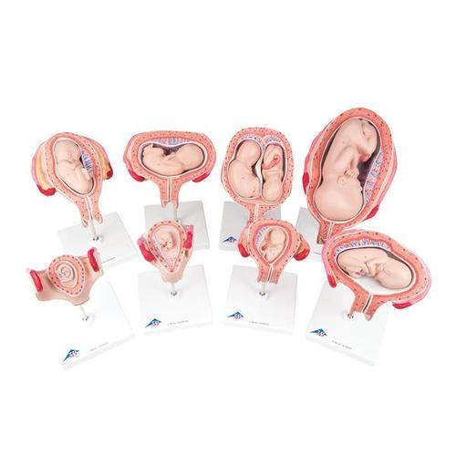 3B Scientific 3B Scientific® Pregnancy Series