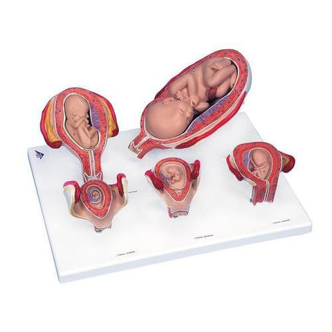 3B Scientific 3B Scientific® Pregnancy Series - 5 Models