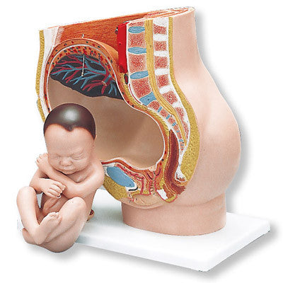 Image of 3B Scientific Pregnancy Pelvis, 3 part