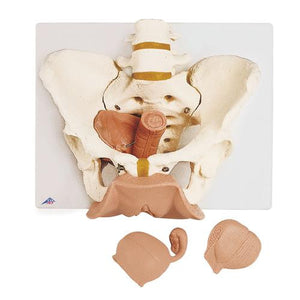 3B Scientific Female Pelvis Skeleton with Genital Organs, 3 part