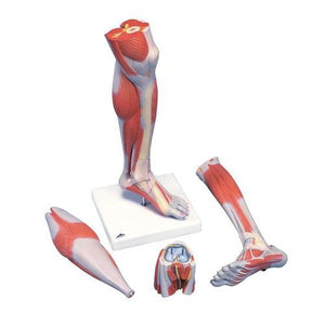3B Scientific Lower Muscle Leg with detachable Knee, 3 part, Life Size