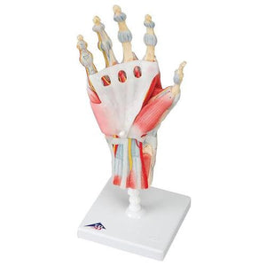 3B Scientific Hand Skeleton Model with Ligaments and Muscles