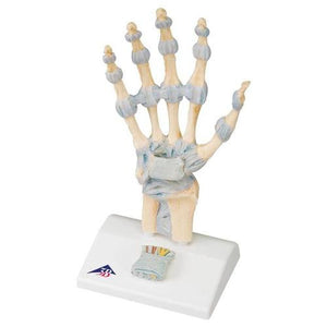 3B Scientific Hand Skeleton Model with Ligaments and Carpal Tunnel