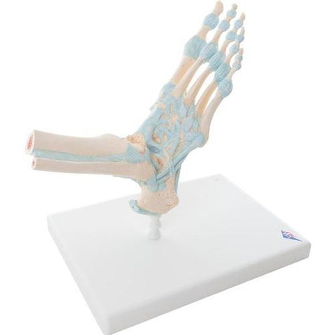 Image of 3B Scientific Foot Skeleton Model with Ligaments