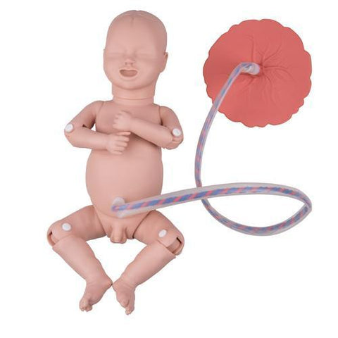 Image of 3B Scientific 3B Birthing Simulator Basic