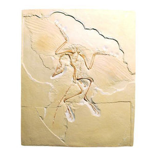 3B Scientific Archaeopteryx lithographica
