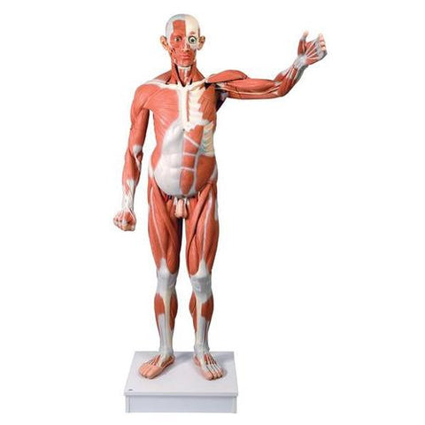 Image of 3B Scientific Life size Male Muscular Figure, 37-part