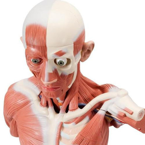Image of 3B Scientific Life size Male Muscular Figure, 37-part