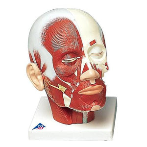 3B Scientific Head Musculature