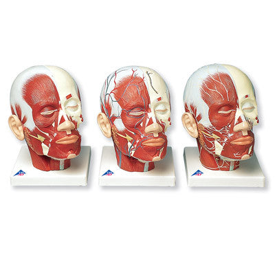 Image of 3B Scientific Head Musculature