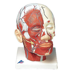 3B Scientific Head Musculature additionally with Blood Vessels