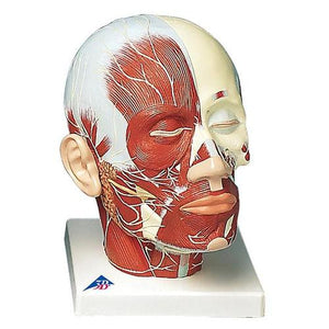 3B Scientific Head Musculature additionally with Nerves