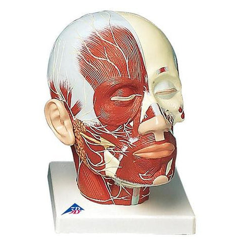 Image of 3B Scientific Head Musculature additionally with Nerves
