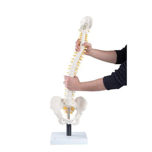 3B Scientific Flexible Spine Model with Soft Intervertebral Discs