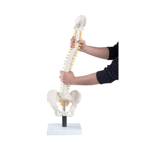 Image of 3B Scientific Flexible Spine Model with Soft Intervertebral Discs