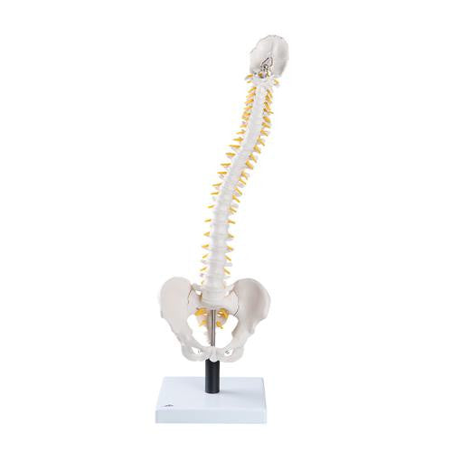 3B Scientific Flexible Spine Model with Soft Intervertebral Discs