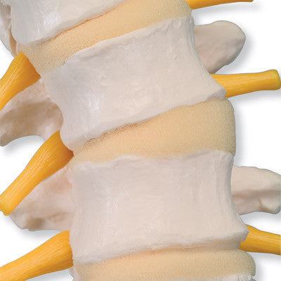 3B Scientific Flexible Spine Model with Soft Intervertebral Discs