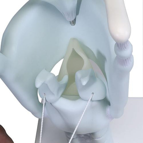 Image of 3B Scientific Functional Larynx Model, 3 times full-size