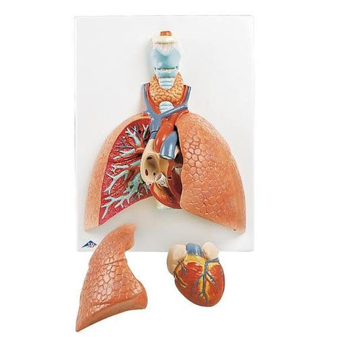 Image of 3B Scientific Lung Model with Larynx, 5 part