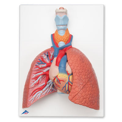 Image of 3B Scientific Lung Model with Larynx, 5 part