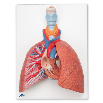 Image of 3B Scientific Lung Model with Larynx, 5 part