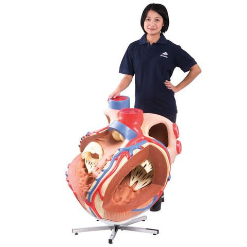 Image of 3B Scientific Giant Heart, 8 times life size