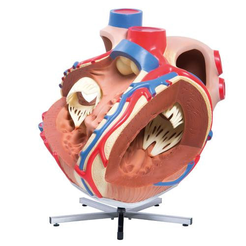 3B Scientific Giant Heart, 8 times life size
