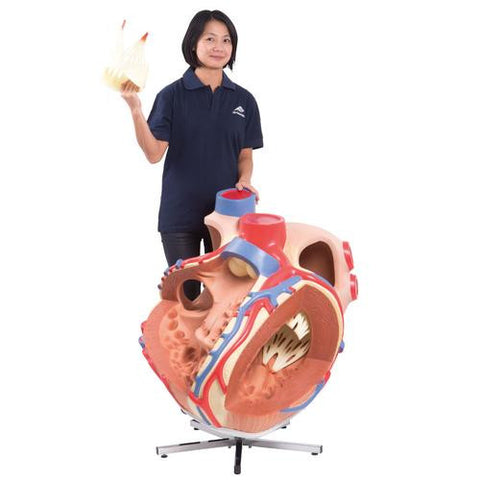 Image of 3B Scientific Giant Heart, 8 times life size