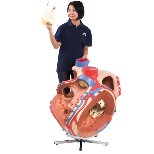 3B Scientific Giant Heart, 8 times life size