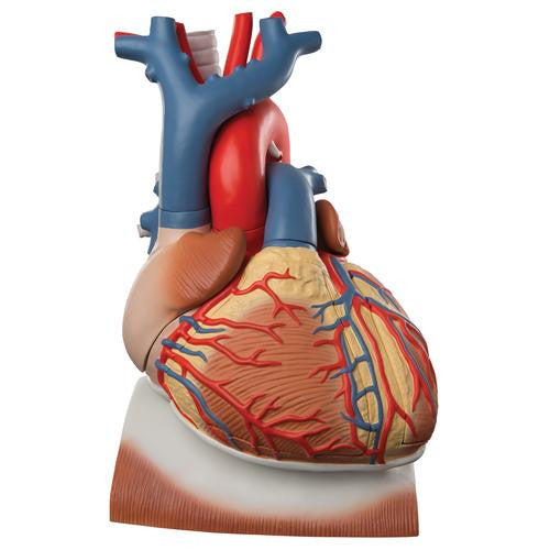 3B Scientific Heart on Diaphragm, 3 times life size, 10 part