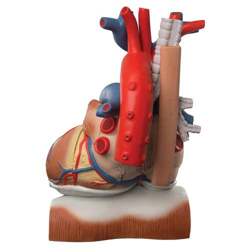 3B Scientific Heart on Diaphragm, 3 times life size, 10 part