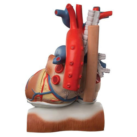 Image of 3B Scientific Heart on Diaphragm, 3 times life size, 10 part