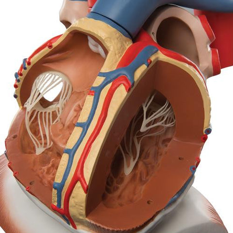 Image of 3B Scientific Heart on Diaphragm, 3 times life size, 10 part