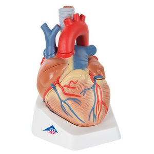 3B Scientific Heart, 7 part