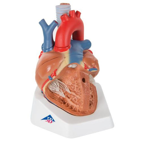 Image of 3B Scientific Heart, 7 part