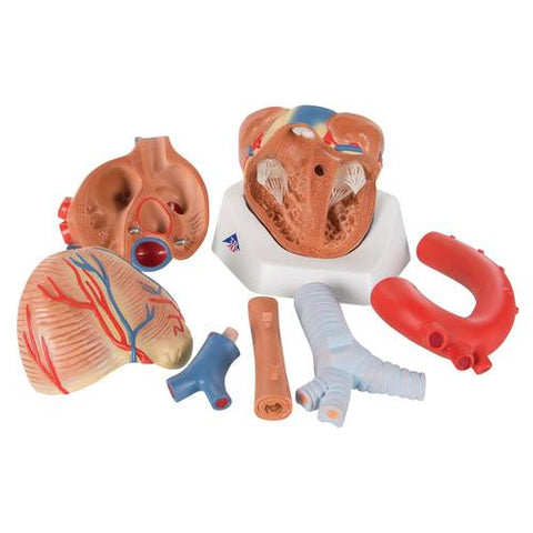 Image of 3B Scientific Heart, 7 part