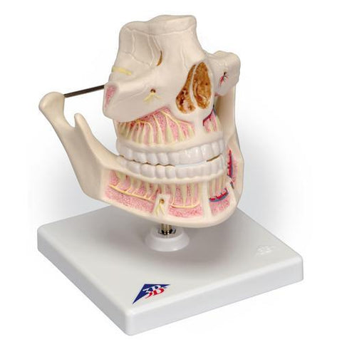 Image of 3B Scientific Adult Dentures