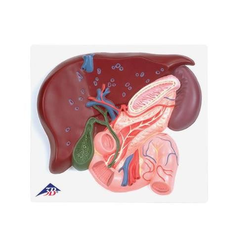 3B Scientific Liver with Gall Bladder, Pancreas and Duodenum