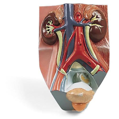 3B Scientific Urinary System - Male - 3/4 Life Size