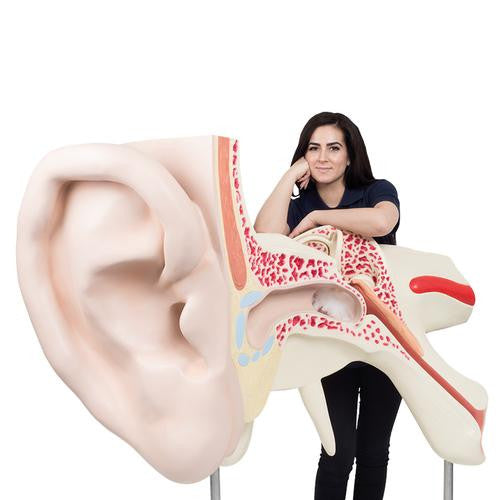 3B Scientific World's Largest Ear Model, 15 times full-size, 3 part