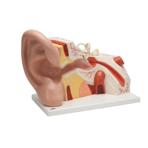3B Scientific Giant Ear Model, 5 times full-size, 3 part