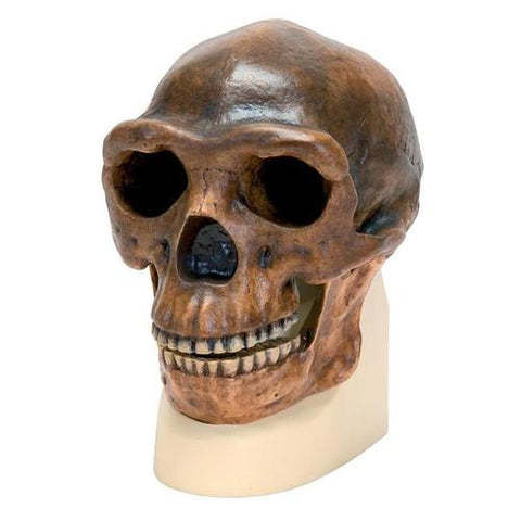 Image of 3B Scientific Homo erectus pekinensis Skull (Weidenreich, 1940), Replica