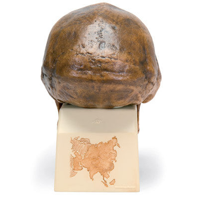 Image of 3B Scientific Homo erectus pekinensis Skull (Weidenreich, 1940), Replica
